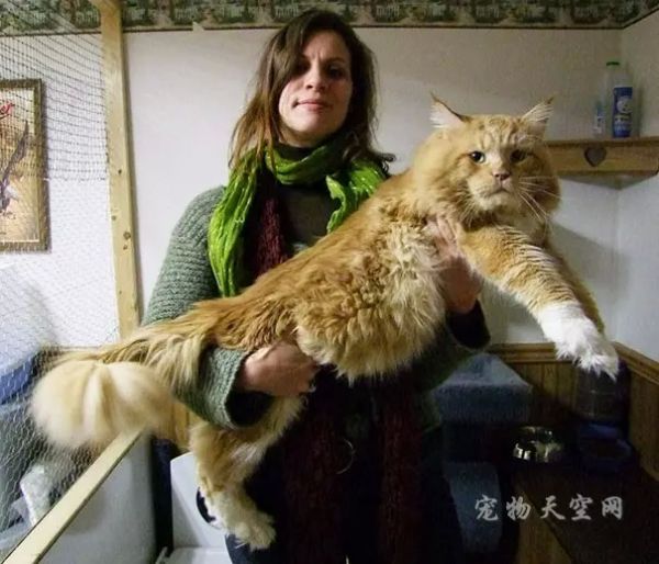 世界上的一些体型惊人的大猫咪 不知道它们会不会惊到你