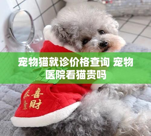 宠物猫就诊价格查询 宠物医院看猫贵吗