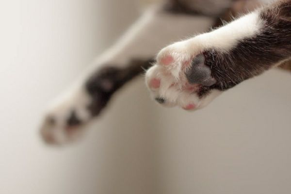 猫咪搬家怎么适应新家(猫咪搬家后如何轻松适应一些建议助您解燃眉之急)