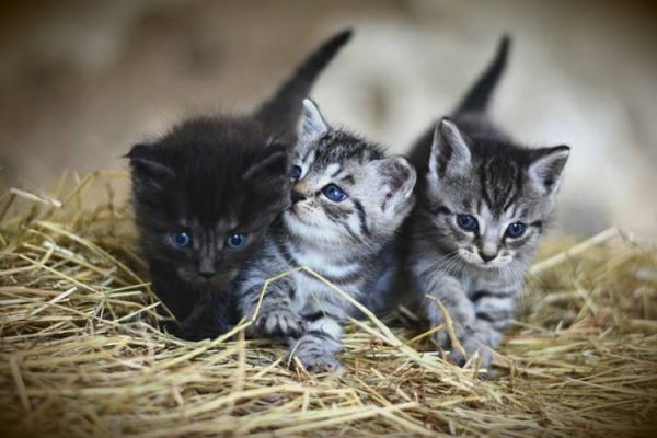 猫咪搬家怎么适应新家(猫咪搬家后如何轻松适应一些建议助您解燃眉之急)