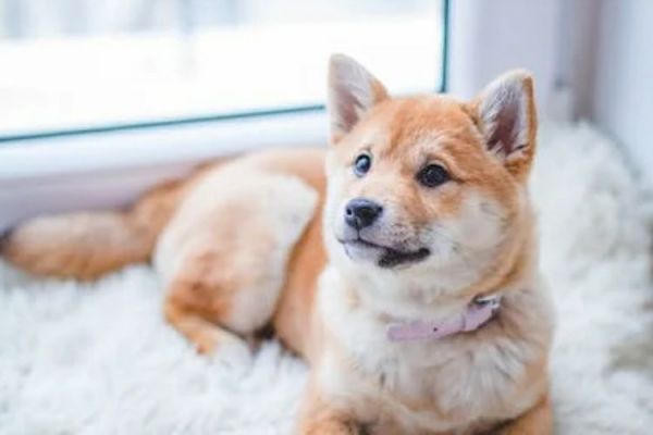 狗狗肛门肿大突出怎么办好(狗狗肛门肿大突出的处理方法)