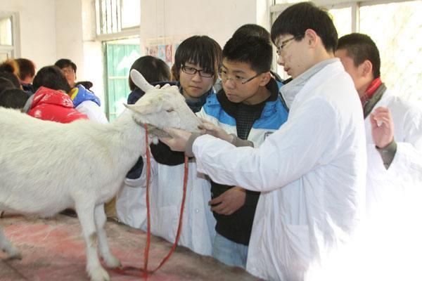 安农大动物医学怎么样,安农大动物科学专业怎么样