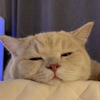 动物高清头像