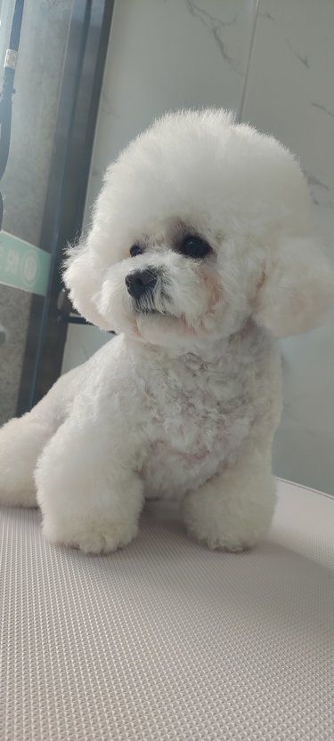 宠物美容小心得