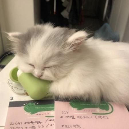 家养宠物的名字