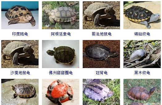 乌龟网名大全,独一无二的乌龟名字搞笑图2
