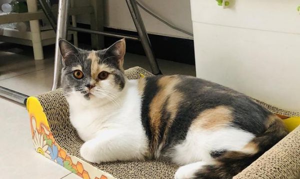 带宠物坐地铁（如何安全舒适地带着小猫上地铁）