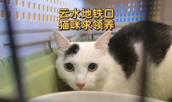 带宠物坐地铁（如何安全舒适地带着小猫上地铁）
