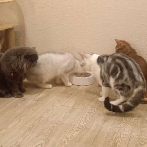 听见弘肺肺