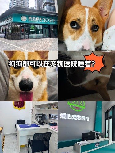 居然还有这样的宠物医院！