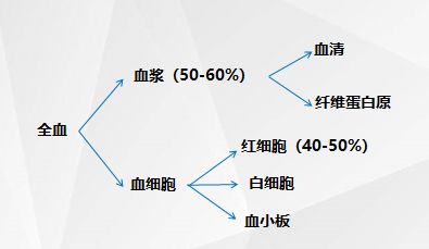 血液的组成