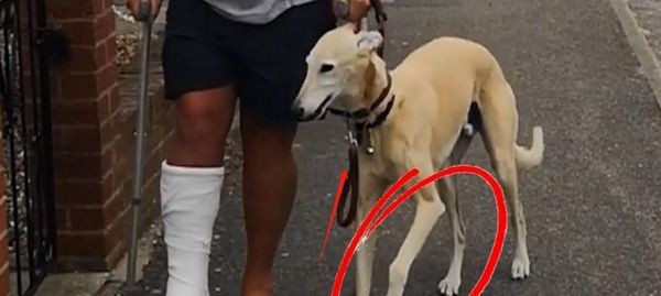 狗狗尾巴末端骨折歪了，怎么办？（狗狗尾巴末端骨折歪了，治疗方法及注意事项）