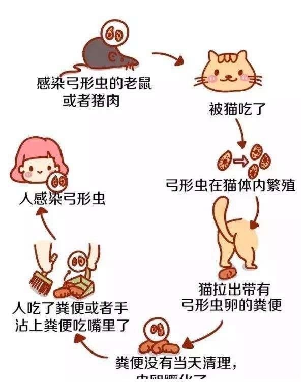 5种危险又常见的宠物寄生虫，第1种可能你家宠物身上可能就有