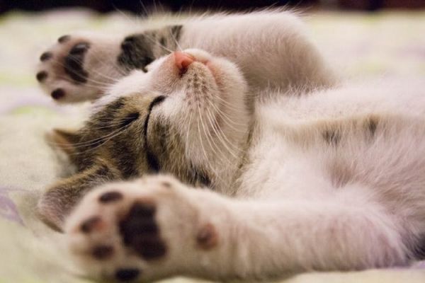 猫三联没有按时打怎么办(猫三联疫苗错过时间的解决方法)