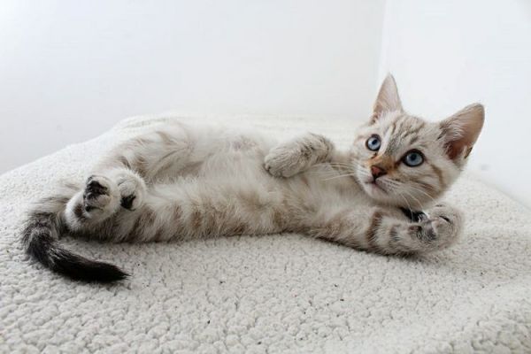 猫三联没有按时打怎么办(猫三联疫苗错过时间的解决方法)