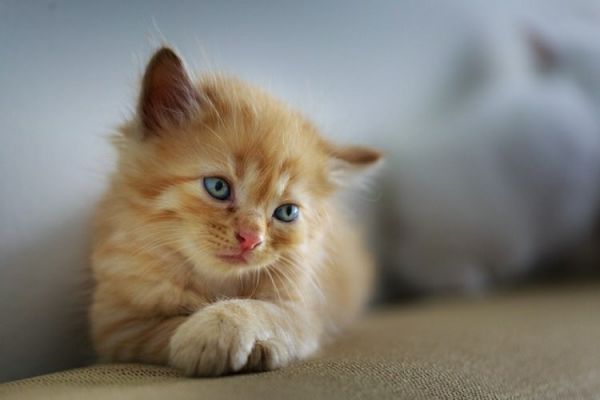 猫三联没有按时打怎么办(猫三联疫苗错过时间的解决方法)