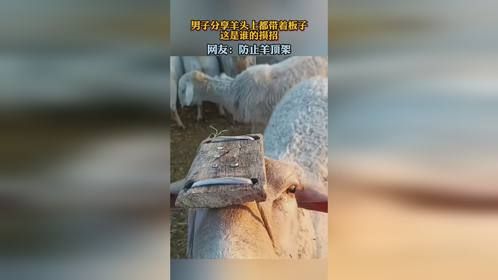 男子分享羊头上都带着板子，这是谁的损招