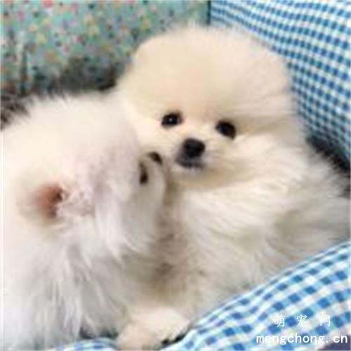 狗狗被蛇咬了怎么办?狗狗中蛇毒怎么治疗?