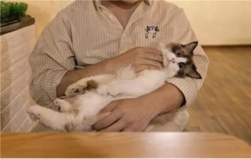 养猫正确的方式