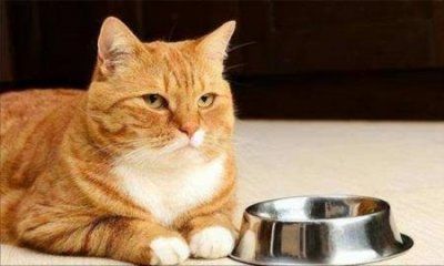 养猫常见的猫咪疾病和解决方法,铲屎官你要收藏好