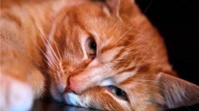 爱宠知识:猫鼻子里的清水猫的鼻子有清水和流鼻涕