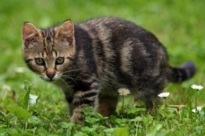 人会感染猫冠状病毒吗?
