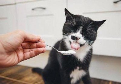美短还是狸花猫?不要被骗了,5个方面就可以区分开来