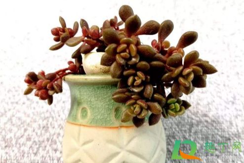 摆摊卖多肉植物赚钱吗3