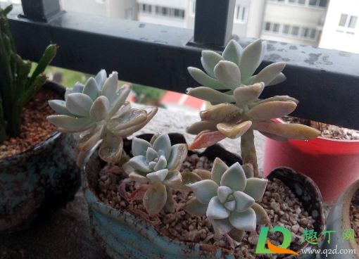 摆摊卖多肉植物赚钱吗1