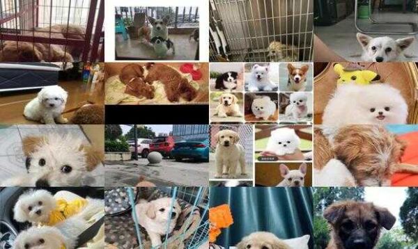贵阳宠物狗免费领养中心