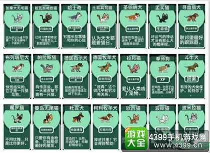 宠物