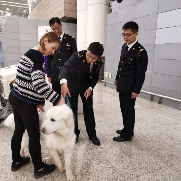 北京宠物入境指南，政策、流程与必备注意事项