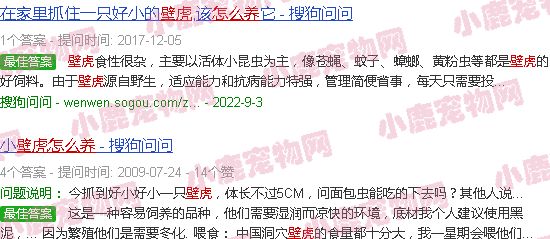 壁虎怎么养当宠物