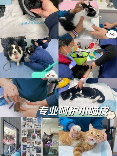 专业呵护小猫皮