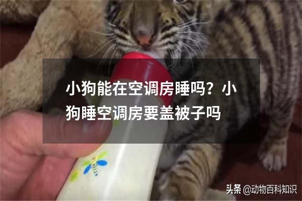 小狗能在空调房睡吗？小狗睡空调房要盖被子吗
