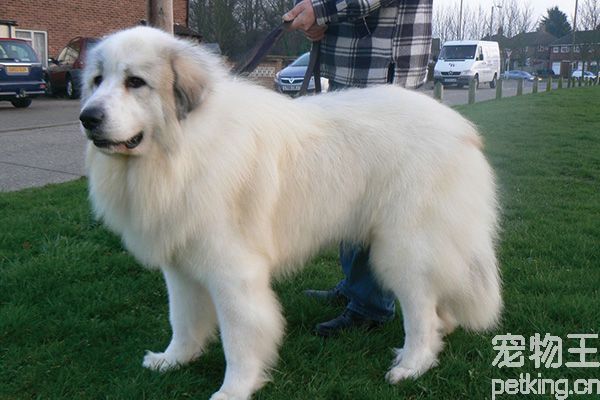 大白熊犬