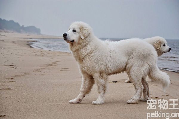 大白熊是禁养犬