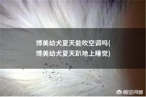 博美幼犬夏天能吹空调吗(博美幼犬夏天趴地上睡觉)
