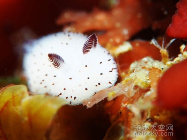 这只看起来像“兔子”的生物 其实是一只海蛞蝓