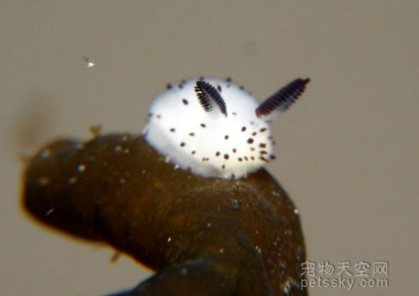 这只看起来像“兔子”的生物 其实是一只海蛞蝓