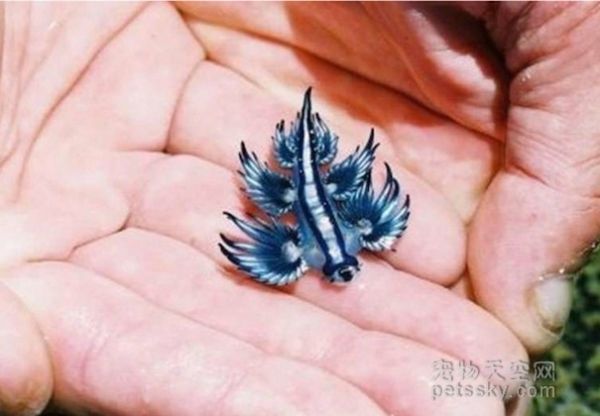 捡到一只酷似“外星生物”的海蛞蝓 没见过的来看看