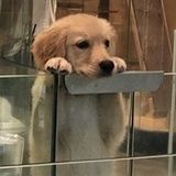 虾滑再来一份