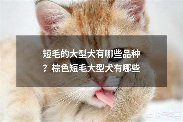 短毛的大型犬有哪些品种？棕色短毛大型犬有哪些