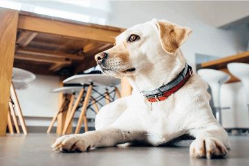 超大犬品种大全带名字