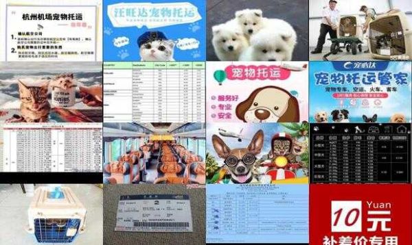 杭州空运宠物价格表