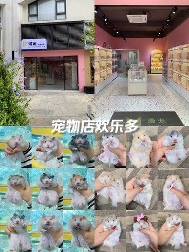 为什么在花鸟市场买的仓鼠金丝熊很容易挂