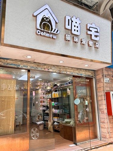 发现一家宝藏猫咪宠物店