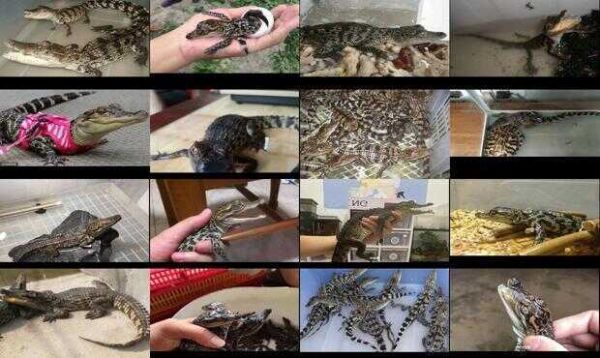 宠物鳄鱼10钱一只