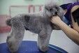 汕头学习宠物美容师训犬师宠物医疗加盟宠物店