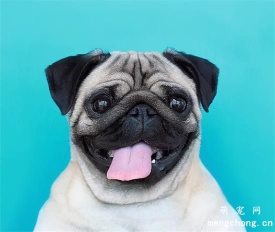 那些便宜又好养的6种小型犬，每一只都不会让你失望